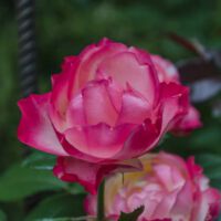 DSC0894